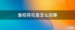 鱼咬荷花是怎么回事