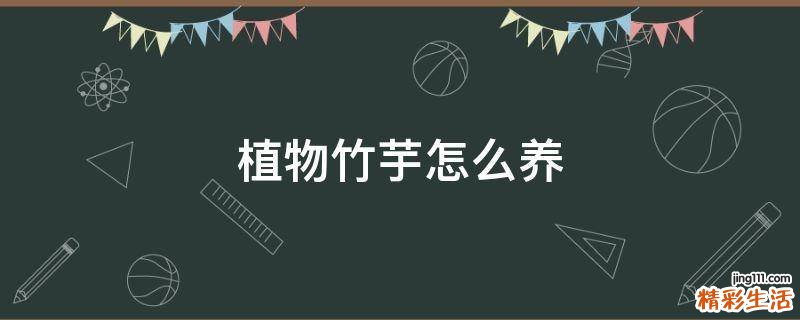 植物竹芋怎么养