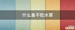 什么鱼不吃水草