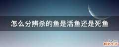怎么分辨杀的鱼是活鱼还是死鱼