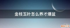 金枝玉叶怎么养才爆盆