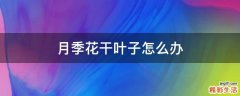 月季花干叶子怎么办