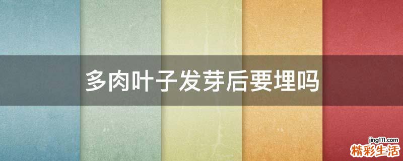 多肉叶子发芽后要埋吗