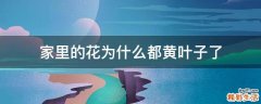 家里的花为什么都黄叶子了