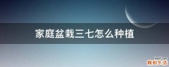 家庭盆栽三七怎么种植
