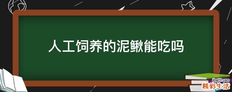 人工饲养的泥鳅能吃吗