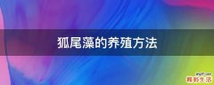 狐尾藻的养殖方法