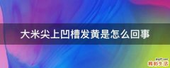 大米尖上凹槽发黄是怎么回事