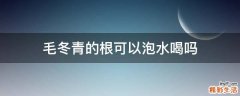 毛冬青的根可以泡水喝吗