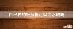 自己种的板蓝根可以泡水喝吗