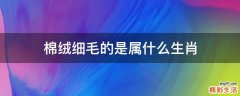 棉绒细毛的是属什么生肖