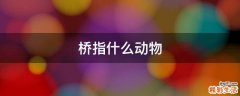 桥指什么动物