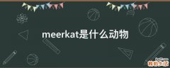 meerkat是什么动物