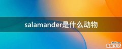 salamander是什么动物