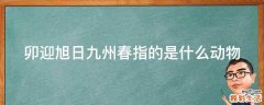 卯迎旭日九州春指的是什么動物