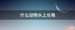 什么动物头上长角