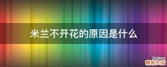 米兰不开花的原因是什么