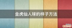 金虎仙人球的样子方法
