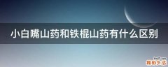 小白嘴山药和铁棍山药有什么区别