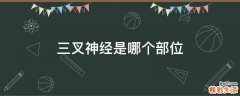 三叉神经是哪个部位