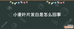 小麦叶片发白是怎么回事