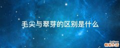 毛尖与翠芽的区别是什么
