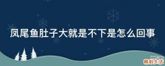 凤尾鱼肚子大就是不下是怎么回事