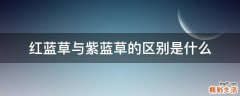 红蓝草与紫蓝草的区别是什么