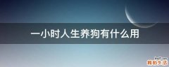 一小时人生养狗有什么用