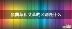鼠曲草和艾草的区别是什么