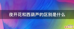 夜开花和西葫芦的区别是什么
