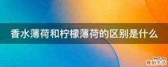 香水薄荷和柠檬薄荷的区别是什么