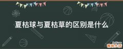 夏枯球与夏枯草的区别是什么