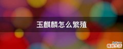 玉麒麟怎么繁殖
