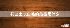 花盆土长白毛的危害是什么