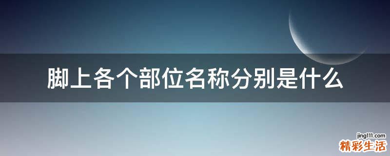 脚上各个部位名称分别是什么