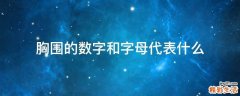 胸围的数字和字母代表什么