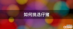 如何挑选仔猪