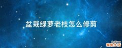 盆栽绿萝老枝怎么修剪