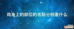 鸡身上的部位的名称分别是什么
