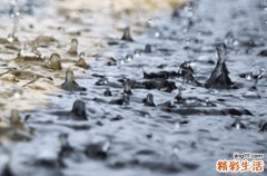 2023年什么时候谷雨 2023年谷雨是多少号