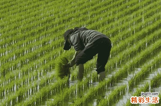 2023谷雨是几月几日几时 2023年谷雨是4月20号16时