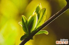 2023谷雨前一个节气是什么 清明之后是谷雨吗