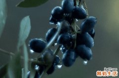 2023谷雨是哪天几点几分 2023年谷雨是什么时候