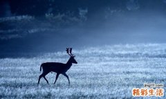 脂肪肝检查，脂肪肝如何诊断鉴别