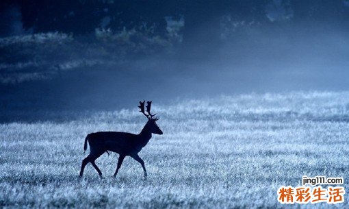 脂肪肝检查，脂肪肝如何诊断鉴别