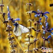 咽炎會(huì)引起淋巴結(jié)腫大嗎