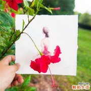 豆角中毒的急救與預(yù)防