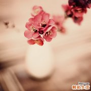 益气补血的茶有什么