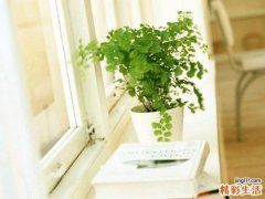 2 山茱萸的功效